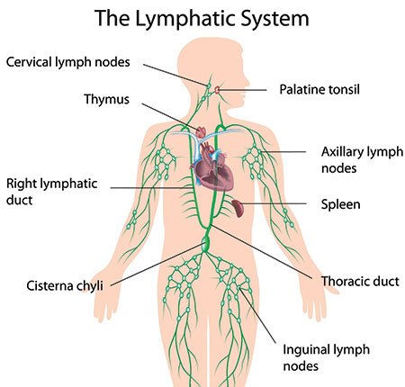 lymphatic_system